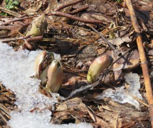 2/27 福寿草の蕾が雪の下から見えてきました。蒜山は火山なので土が酸性、従って福寿層やセツブンソウは自生していません。