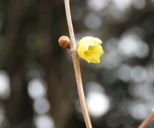 2/28 ロウバイ咲く  例年蒜山で最初に咲くのは黄梅です。