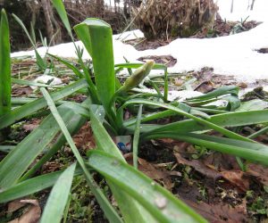 蒜山日記3月上旬　雪が消えかかったら雪が積もる前と同じ姿の水仙が出てきました