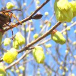 【ひるぜん日記】3月下旬