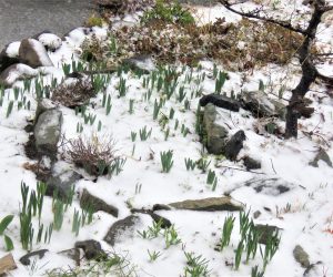 3/21 名残雪　水仙が可愛そう