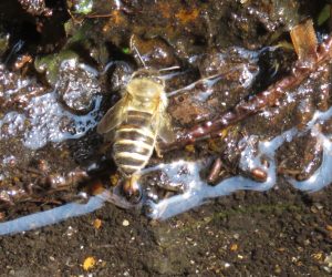 3/27 水を取りに来た日本ミツバチ  冬越しの蜜はかなり濃縮されているので水で少し薄めて幼虫の餌にします。