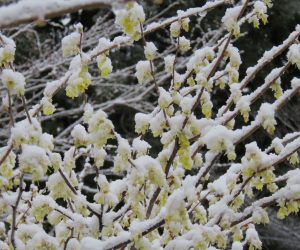 4/8　レンギョウに雪   昨夜の雪がうっすら積もり一面雪化粧