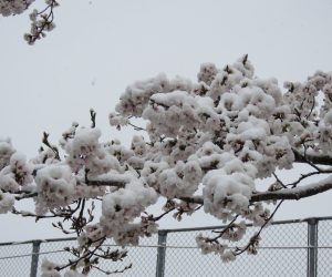 4/8　雪の衣をかぶる桜