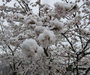 4/8　桜に積る雪