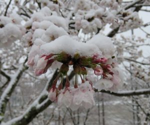 4/8　桜に積る雪