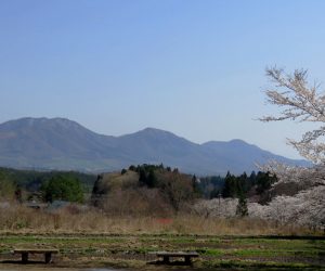 4/10　茅部神社の桜と上蒜山  見ごろはあと4～5日