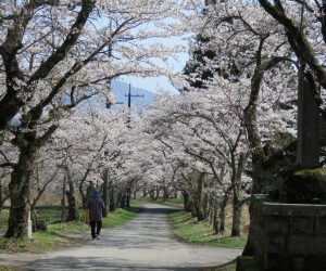 4/10　茅部神社参道の桜  桜のトンネルが石の大鳥居まで続いています