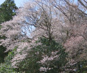 4/13  黒岩の山桜　手前に若木（かなりの大木ですが）が有って開花時期が遅くかなり邪魔になっています。