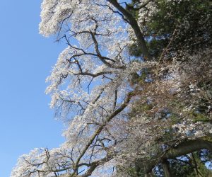 4/13  岩桜　　川上小学校の下の崖にしがみつくように花を咲かせています