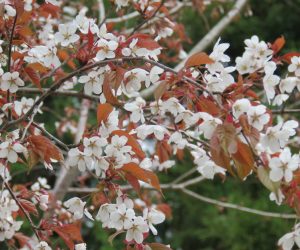 4/15  山桜　山桜の花は皆白花ですが葉が緑の木は遠目には白花に、葉が赤い木は遠目には赤花に見えます。