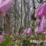 【ひるぜん日記】4月下旬