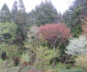 落葉樹の芽吹き  中央イタヤカエデ、左コブシ、左端ウワズミ桜、　右端の上は山桜の若葉、中の白は姫リンゴの花、下は日向ミズキ