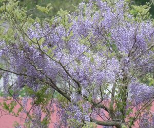 5/9 山藤   最近は山が荒れていて藤の花が目立ちます、スギ、ヒノキなどの植林地にも進出しています