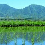 【ひるぜん日記】5月下旬