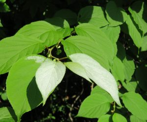 6/2 マタタビの葉　花が咲く頃になると先端の葉が白く成り虫を招き寄せる、花の時期が過ぎると白が抜けて行きみどりが戻って来ます。