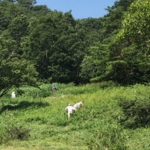 【保全活動】下蒜山登山口の犬挟湿原草刈りを行いました