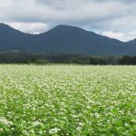 【ひるぜん日記】８月下旬