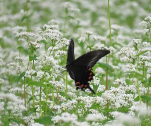 8/ 31　蕎麦の蜜を吸うカラスアゲハ