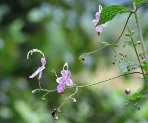 9/8　カリガネソウ  花は品があるのですがひどい悪臭、葉や茎に触れただけで鼻が曲がる。