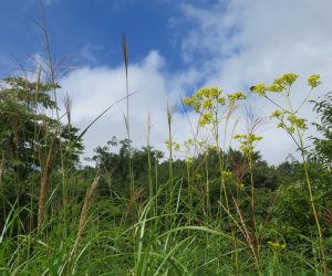 ススキとオミナエシ  蒜山の草原でもオミナエシがほとんど見れない