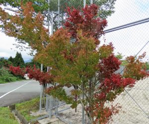 紅葉したモミジ  8月の水不足で紅葉したので落葉はしません。