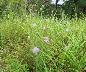 9/10　三平山ログハウスの草原、マツムシソウとススキ