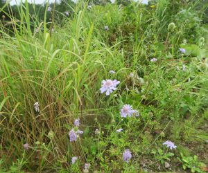 9/10　三平山ログハウスの草原、松虫草が大分増えてきました。 これからキキョウが咲きます。 夏にはユウスゲ、初夏にはレンゲツツジの草原になります。