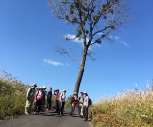 大山道