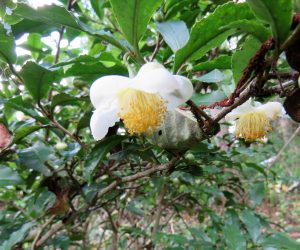 10/1 茶の花  去年の実がこれから落ちます