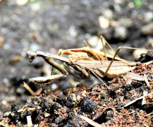 10/15 カマキリの交尾　雄は恥ずかしそうに顔を隠していますがメスは威嚇の表情