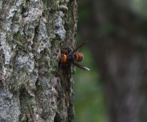 10/13 オオスズメバチ　コナラの樹液を飲んでいるようです。