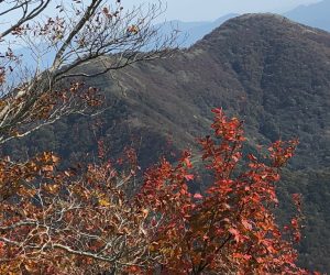 中から見た下蒜山