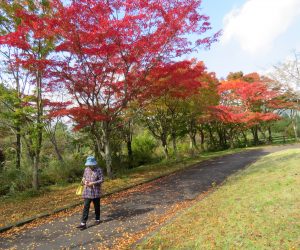 10/24  高原センター散歩道