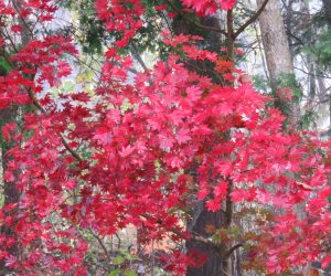 11/1 　蒜山盆地の早い紅葉