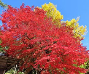 11/5 徳山神社のモミジとイチョウ