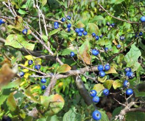 11/6   サワフタギ  水辺が好きで沢に蓋をするように繁茂するのでこの名前が。蒜山盆地（茅部野）