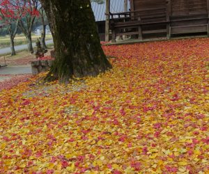 11/12  徳山神社の境内 モミジとイチョウの落ち葉