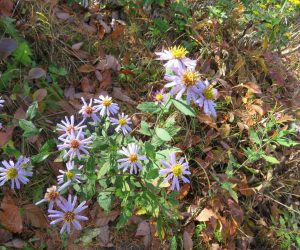 11/21 野菊残花