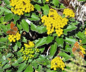 11/21 イソギクとタテハチョウ　タテハチョウは成虫で越冬、ハナアブなどの虫たちも集まっています