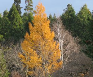 11/23 カラマツの黄葉