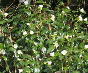 11/29 白ワビスケ（椿）　例年霜でやられてほとんど花を見ることが出来ないのですが今年は良く咲いています。