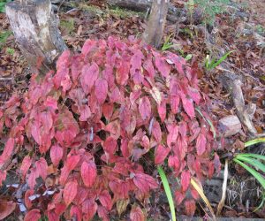 12/1　常盤イカリ草の紅葉  イカリ草は日陰の草でこんなに大株にはなりませんが陽射しが強いとこんな大株になります、しかし陽射しの良い所は他の草も茂り競争に負けて日陰ひっそり生えています。