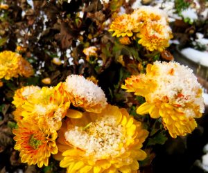 12/10 雪化粧の寒菊  蒜山で露地栽培の寒菊の花を見るのはめったに有りません。