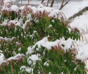 12／14　馬酔木に雪　花芽がたっぷり付いています