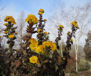 21日　寒菊 例年の蒜山では寒菊の花を見る事が牟づかしいのですが今年は暖冬、頑張っています。