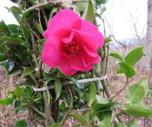 23日　山茶花  蒜山では昔は山茶花の花は咲かないと言われていたのですが最近は早生の山茶花は咲くようになりました。