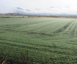 25日　霜の降りた牧草地  今年の秋に種を蒔いた牧草に霜が降りました