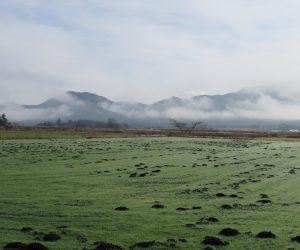 25日　牧草地の黒いマウントはモグラの仕業