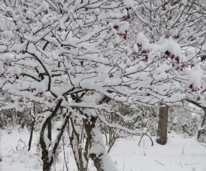 28日　ガマズミが雪の厚化粧  風が無いので実が見えないほどに積っています